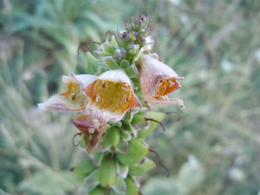 Passo Godi (AQ) : Digitalis ferruginea